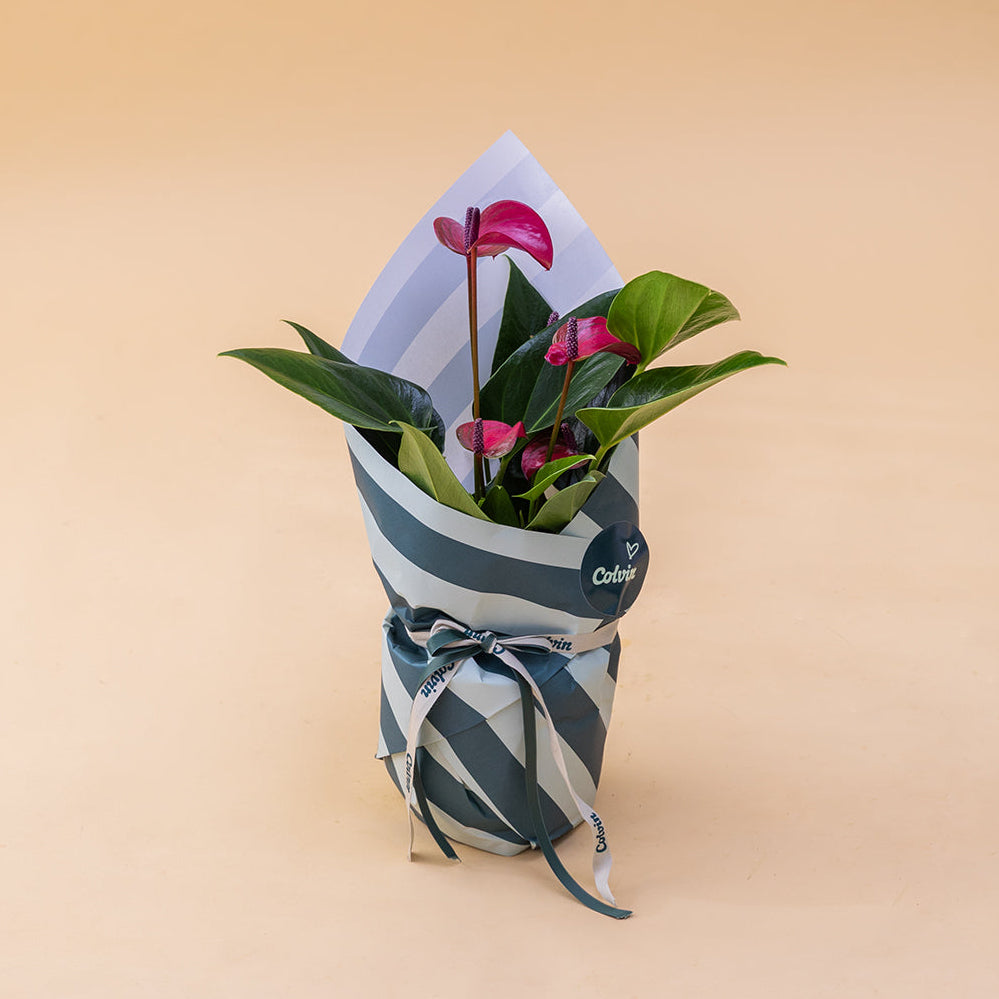 El Anthurium - Anthurium Morado