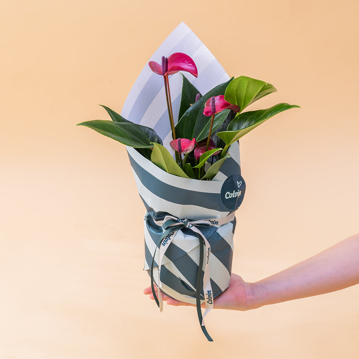 El Anthurium - Anthurium Morado