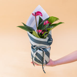 El Anthurium - Anthurium Morado