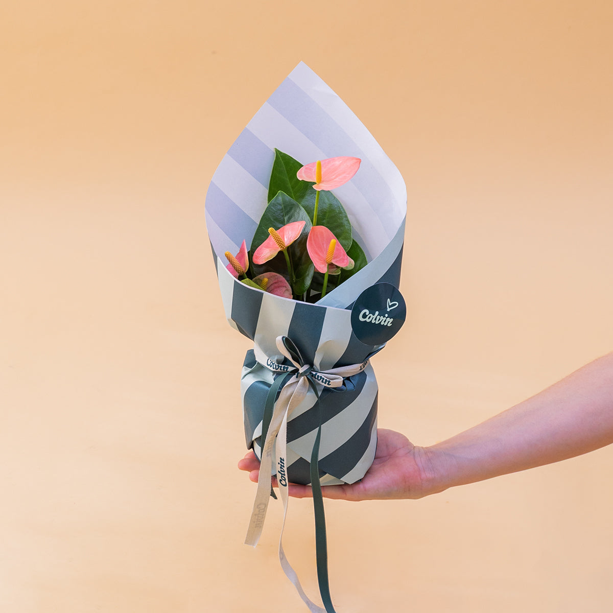 El Anthurium - Anthurium Pastel