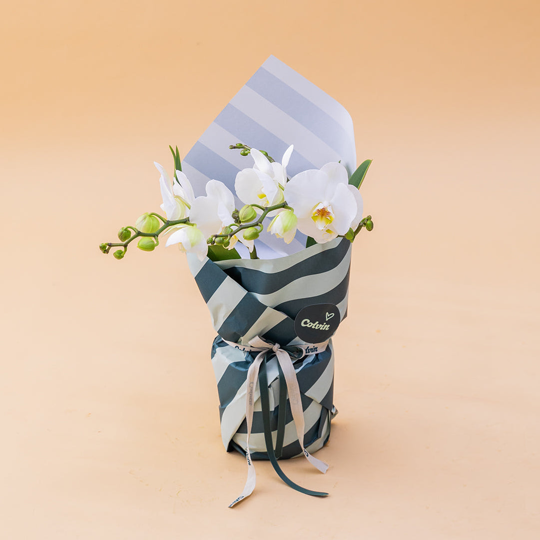 La Orquídea - Orquídea Blanca