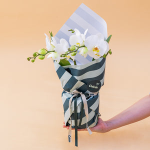 La Orquídea - Orquídea Blanca