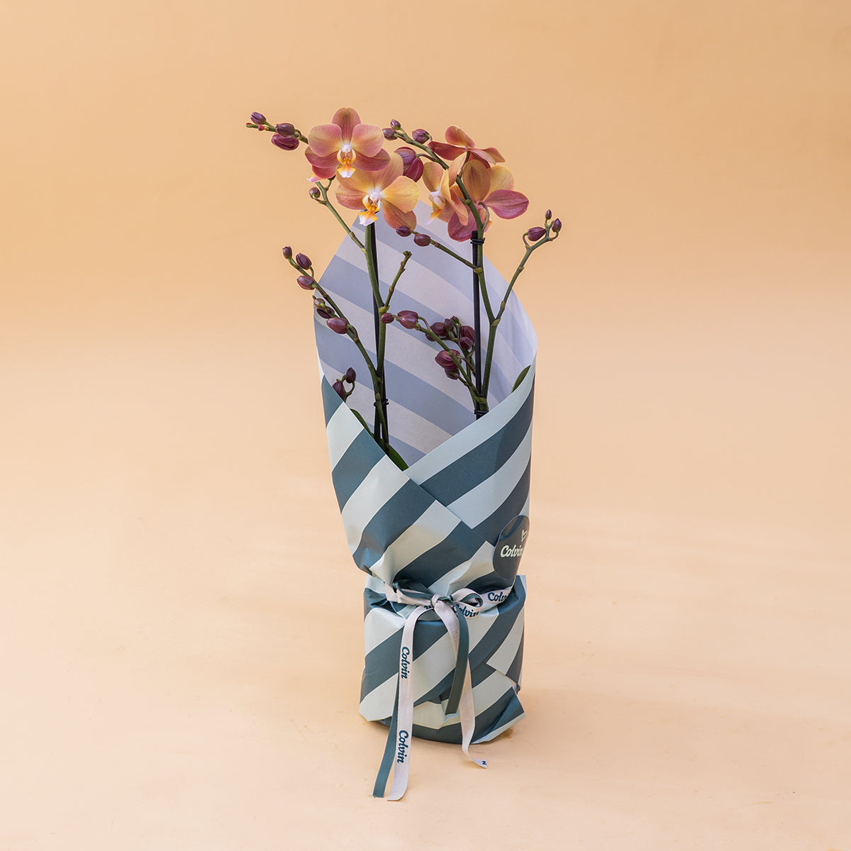 A Orquídea - Orquídea Borboleta