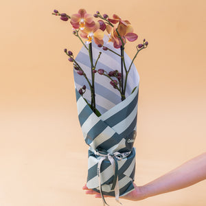 A Orquídea - Orquídea Borboleta