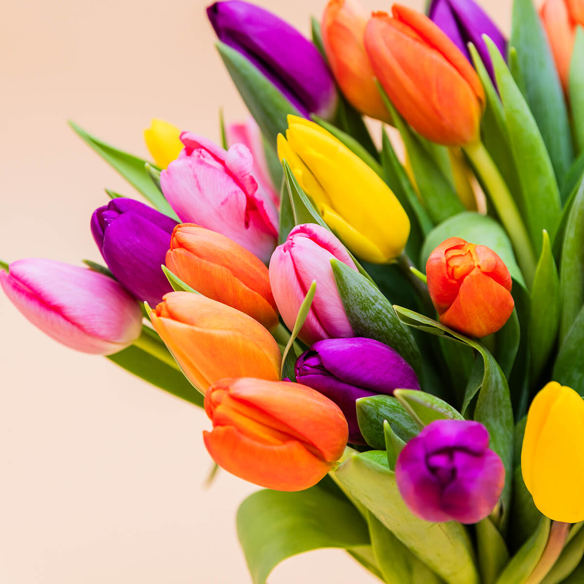 Los 40 Tulipanes - Selección de tulipanes de colores