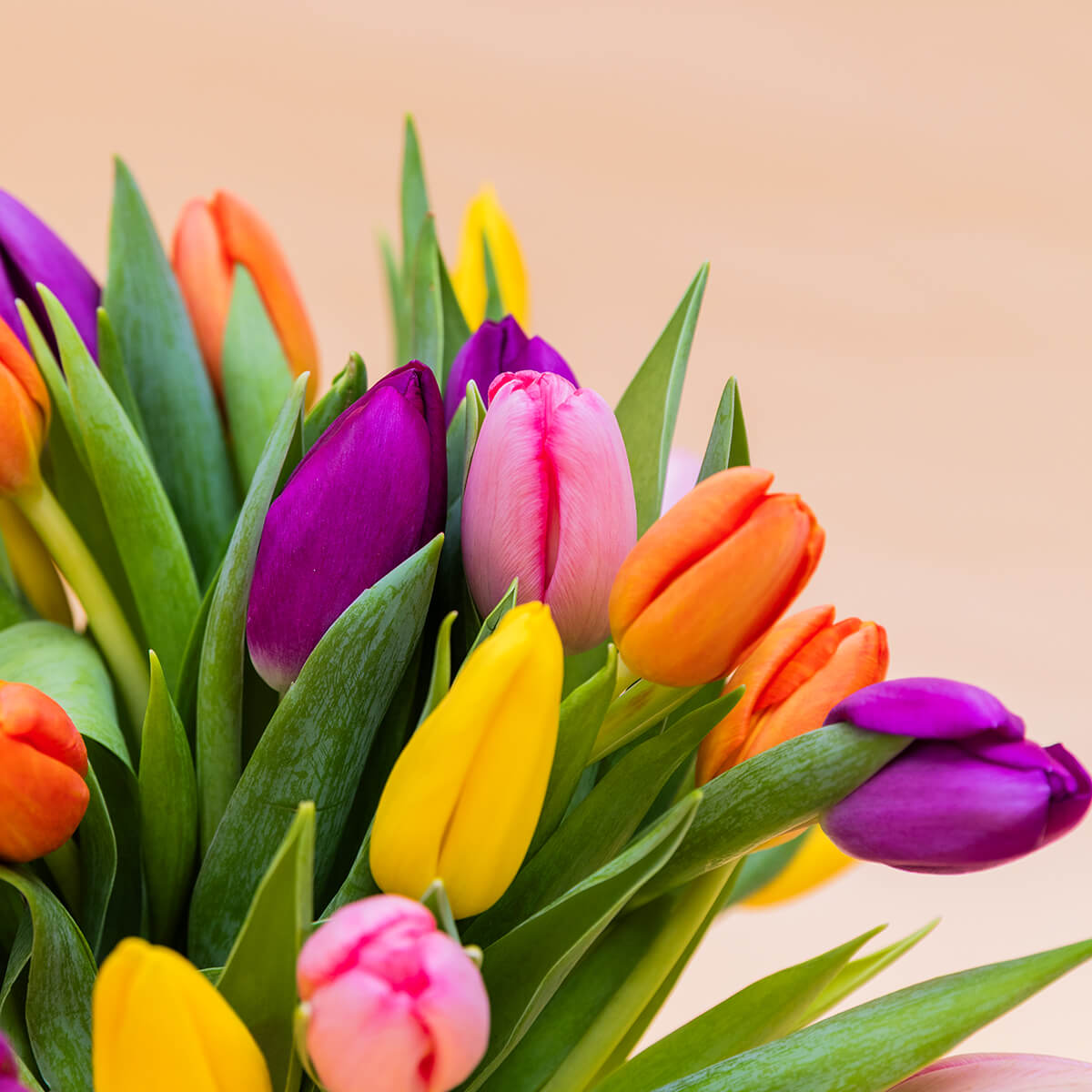 Los 40 Tulipanes - Selección de tulipanes de colores