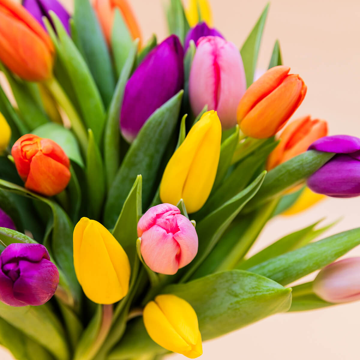 Los 40 Tulipanes - Selección de tulipanes de colores