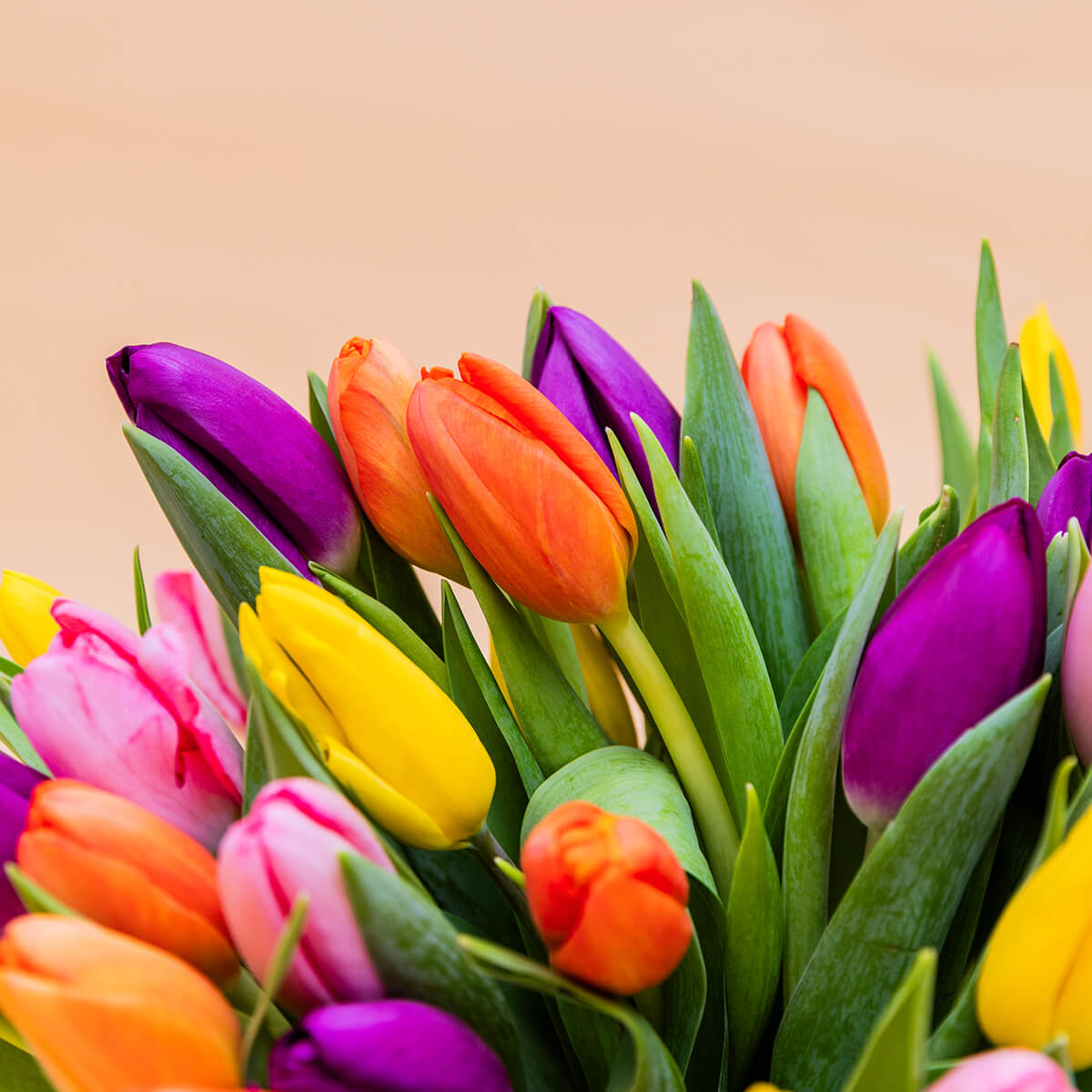 Los 40 Tulipanes - Selección de tulipanes de colores