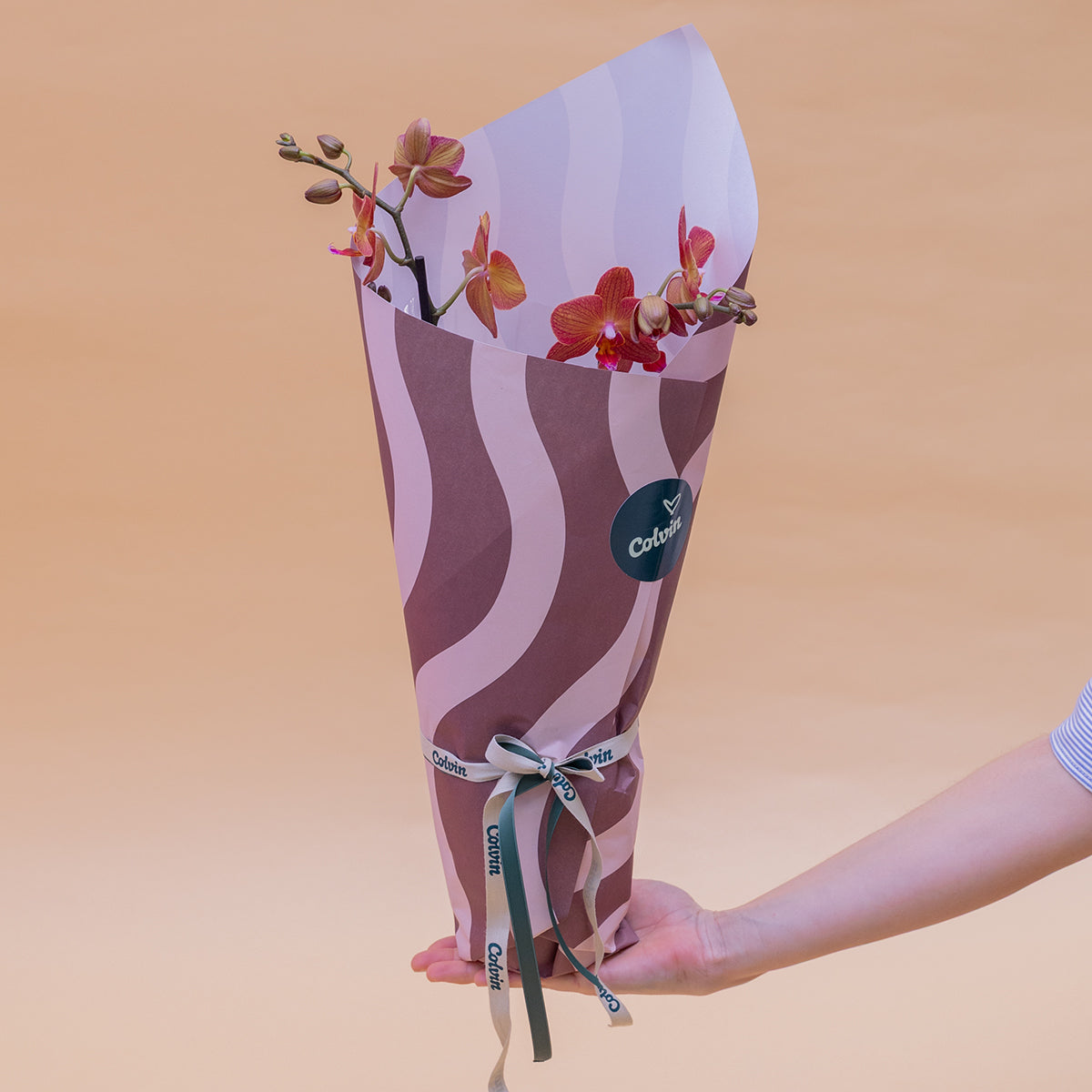 La Orquídea - Orquídea Mariposa