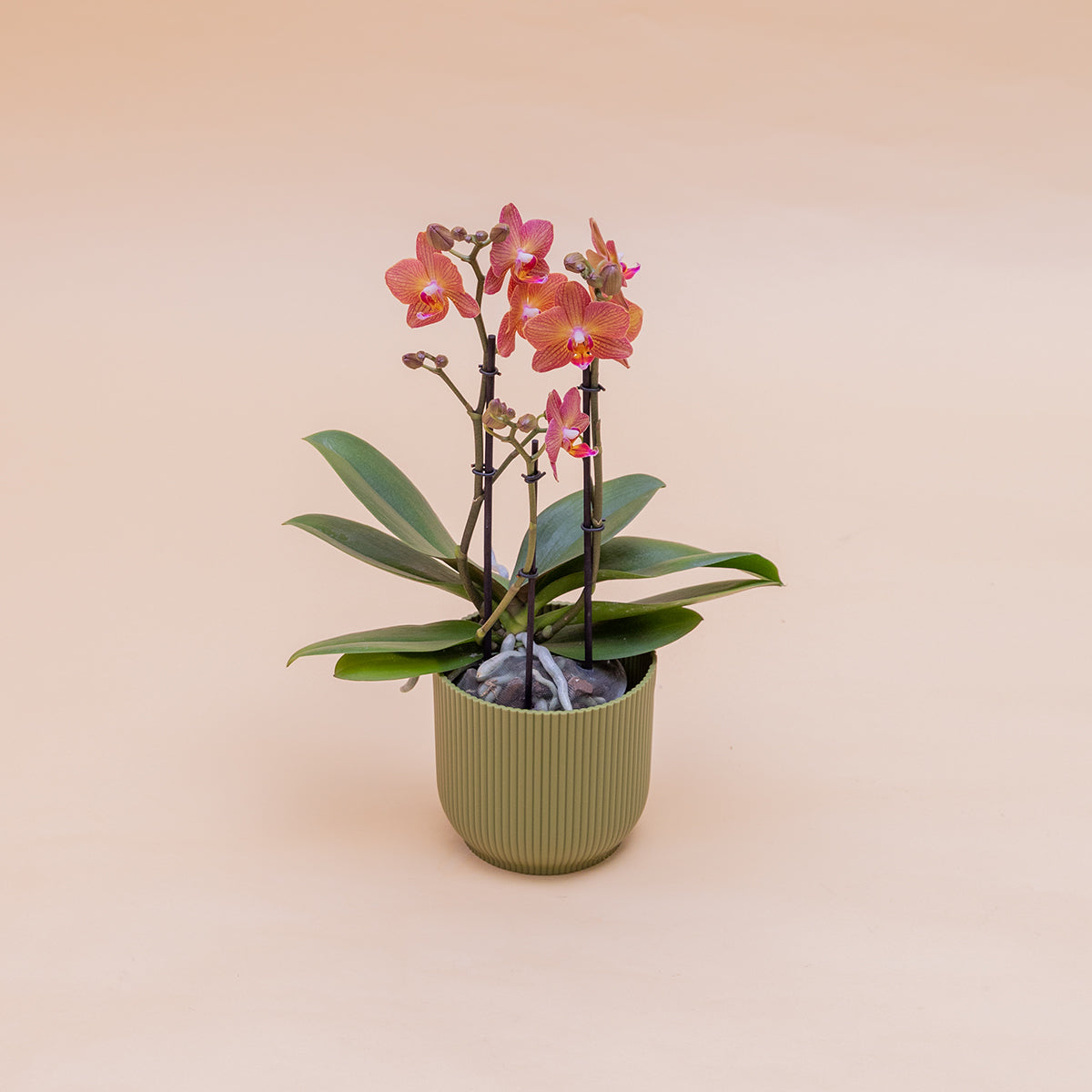 La Orquídea - Orquídea Mariposa