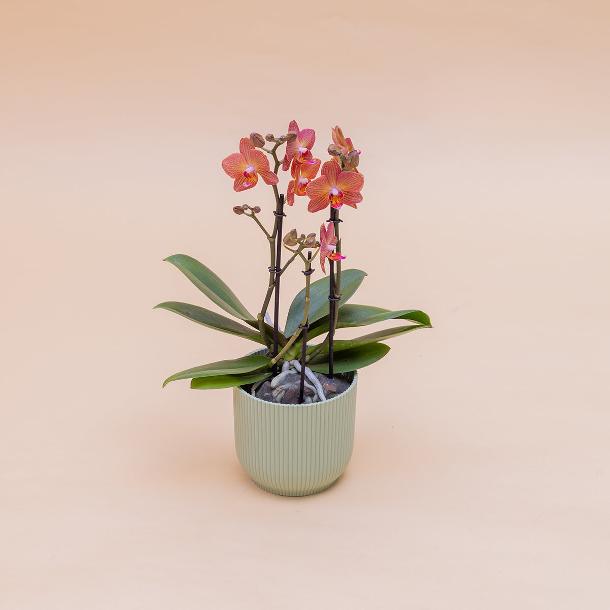 La Orquídea - Orquídea Mariposa