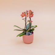 La Orquídea - Orquídea Mariposa