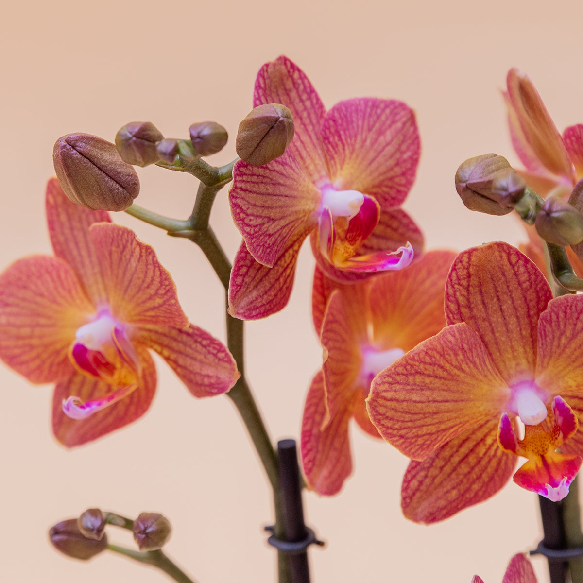 A Orquídea - Orquídea Borboleta