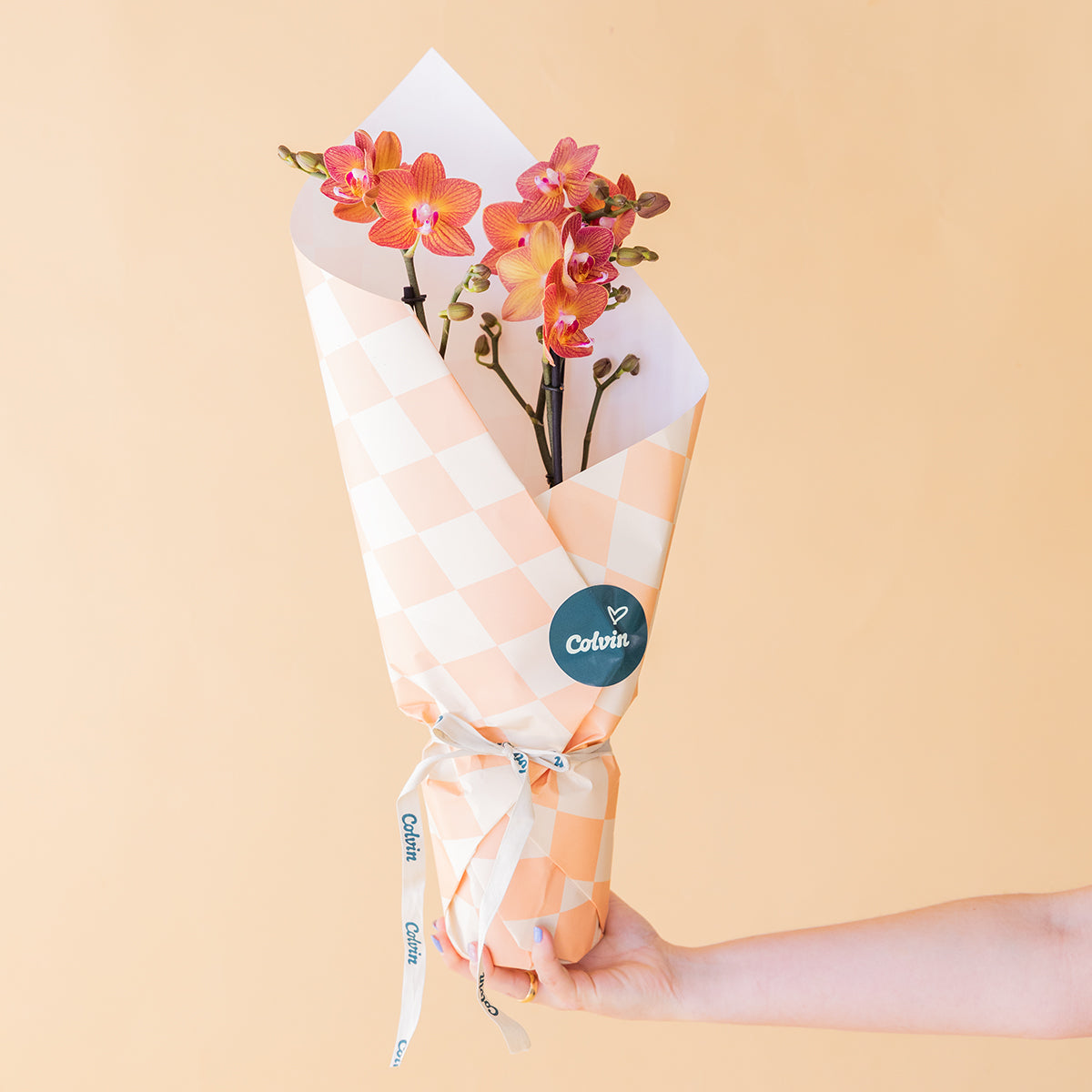 A Orquídea - Orquídea Borboleta