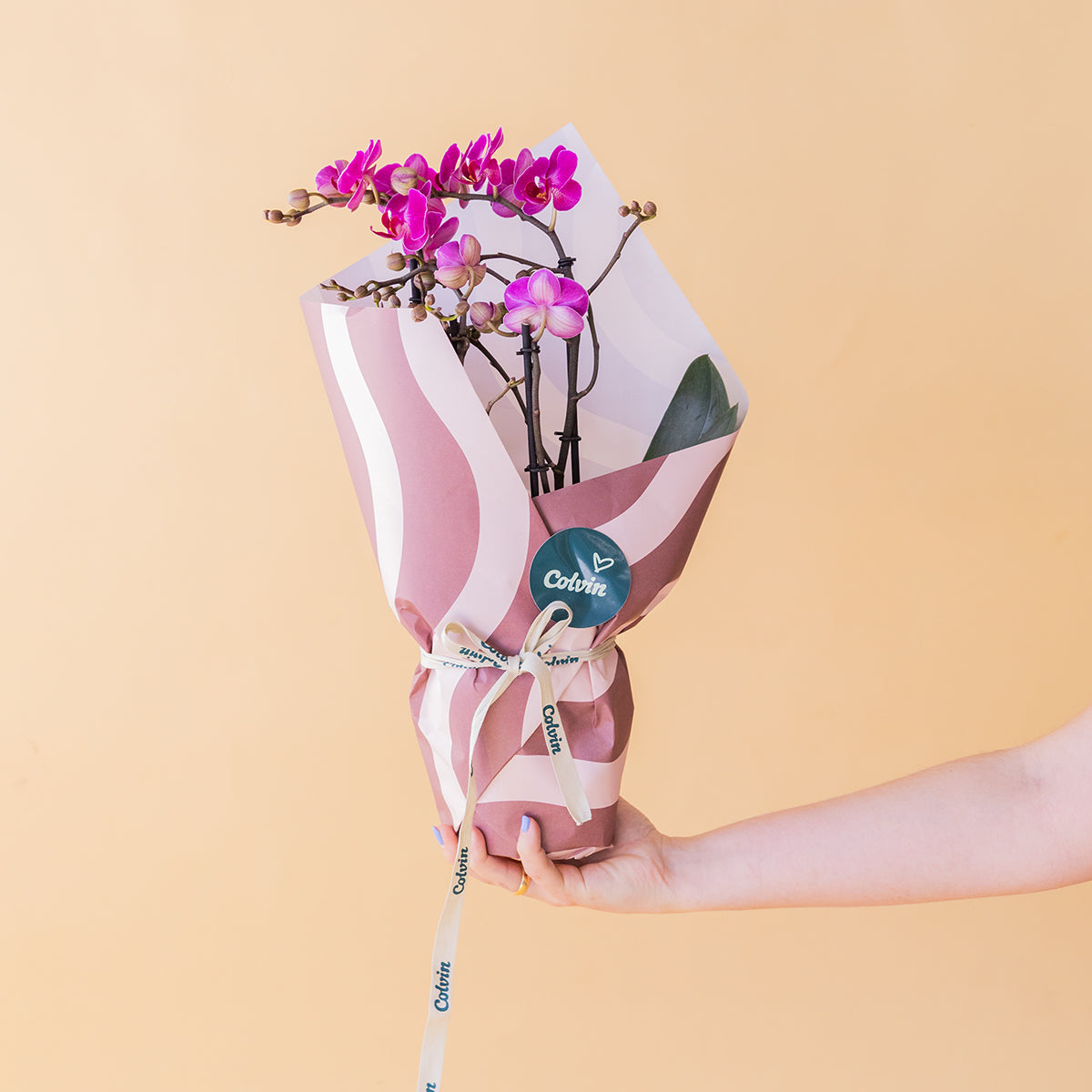 Orquídea rosa con Envoltorio, Bombones y Tarjeta