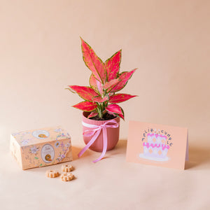 Pack: Aglaonema con maceta elho , galletas caramelo loison, tarjeta dedicatoria feliz cumple, todo ello sobre fondo crema.
