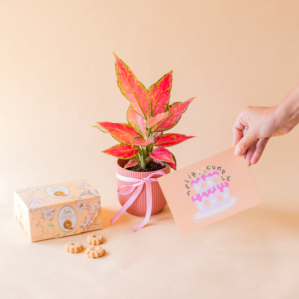 Pack: Aglaonema con maceta elho , galletas caramelo loison, tarjeta dedicatoria feliz cumple, todo ello sobre fondo crema.
