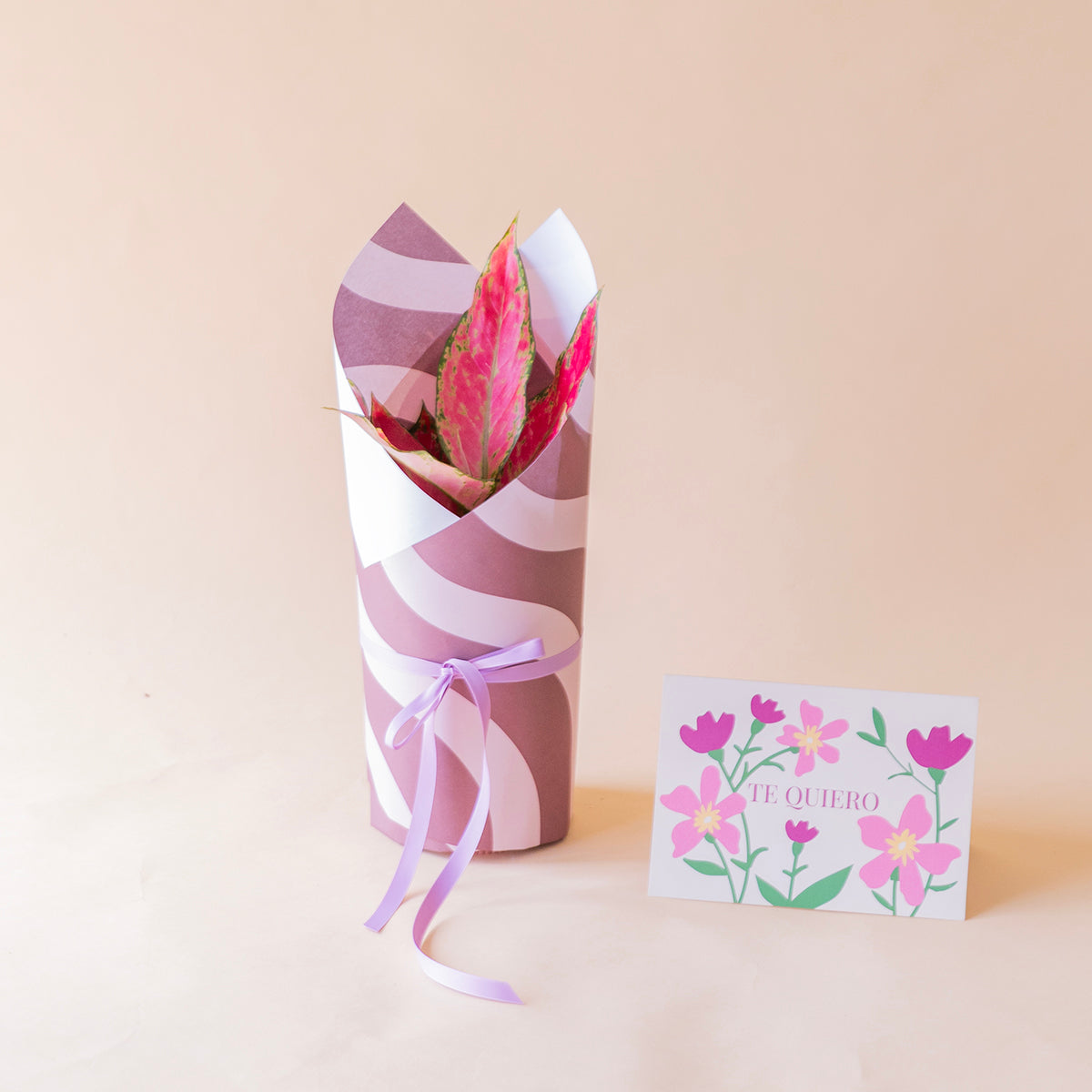 Pack: Aglaonema envuelta con envoltorio ondas y tarjeta te quiero