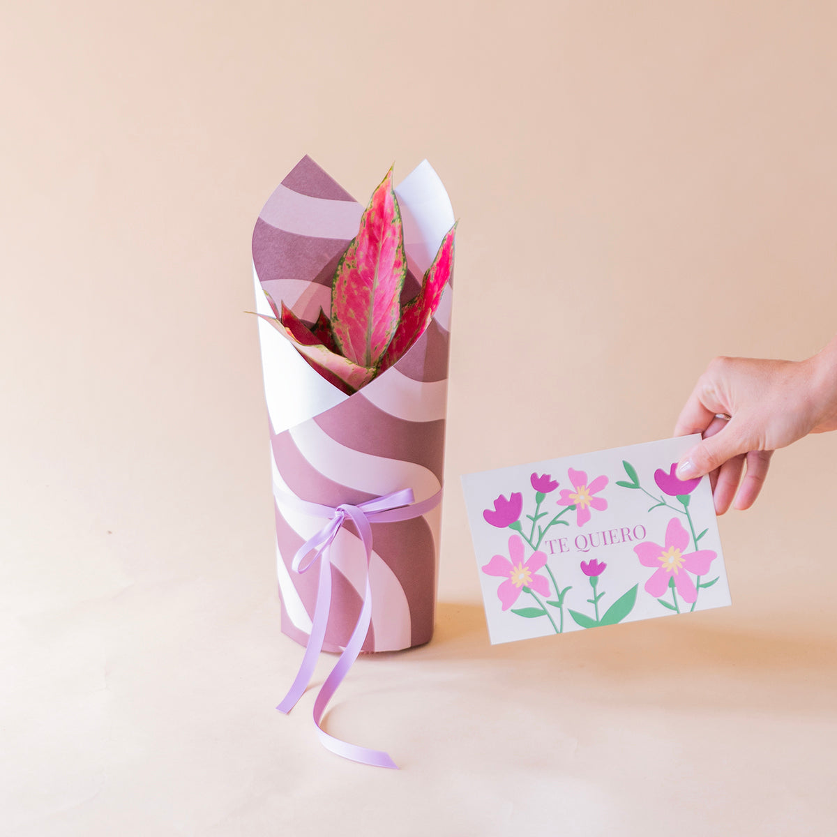 Pack: Aglaonema envuelta con envoltorio ondas y tarjeta te quiero