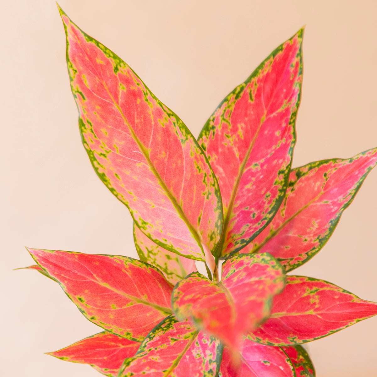 Primer plano hojas rojas y verdes de aglaonema cherry, planta tropical de interior - Colvin