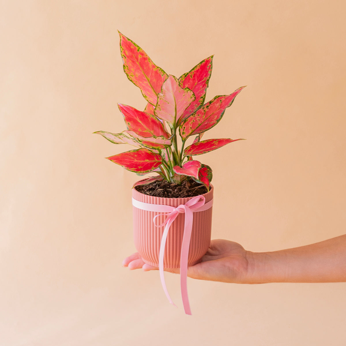 Primer plano hojas rojizas y rosas de aglaonema cherry con venas verdes, detalle variedad cherry - Colvin