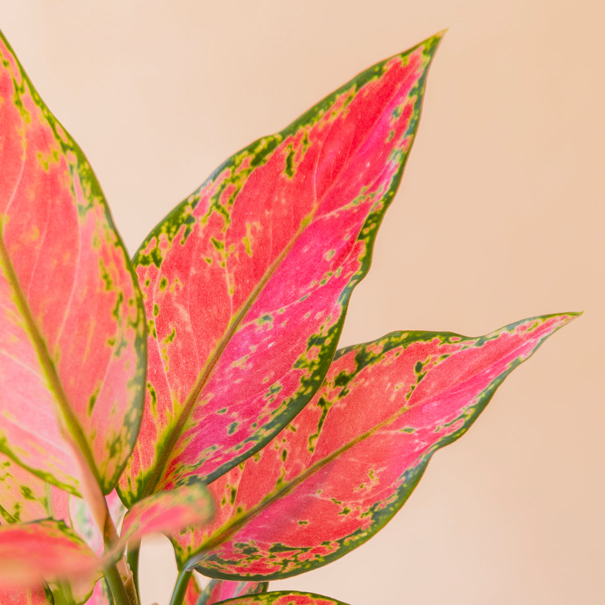 Primer plano hojas rosas y rojas de aglaonema cherry con manchas verdes y amarillas - Colvin