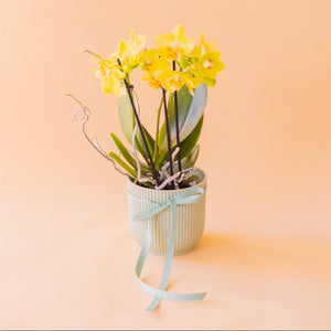 orquíde amarilla con maceta elho verde lima y lazo verde sobre fondo crema