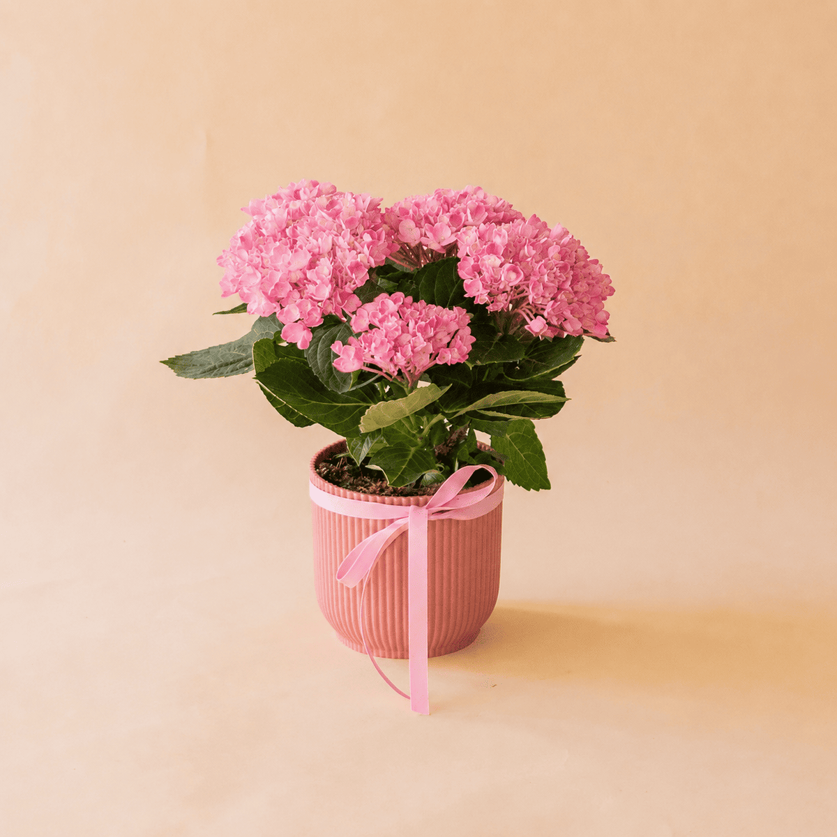 Mini hortensia con peluche y tarjeta