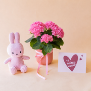 Mini hortensia con peluche y tarjeta
