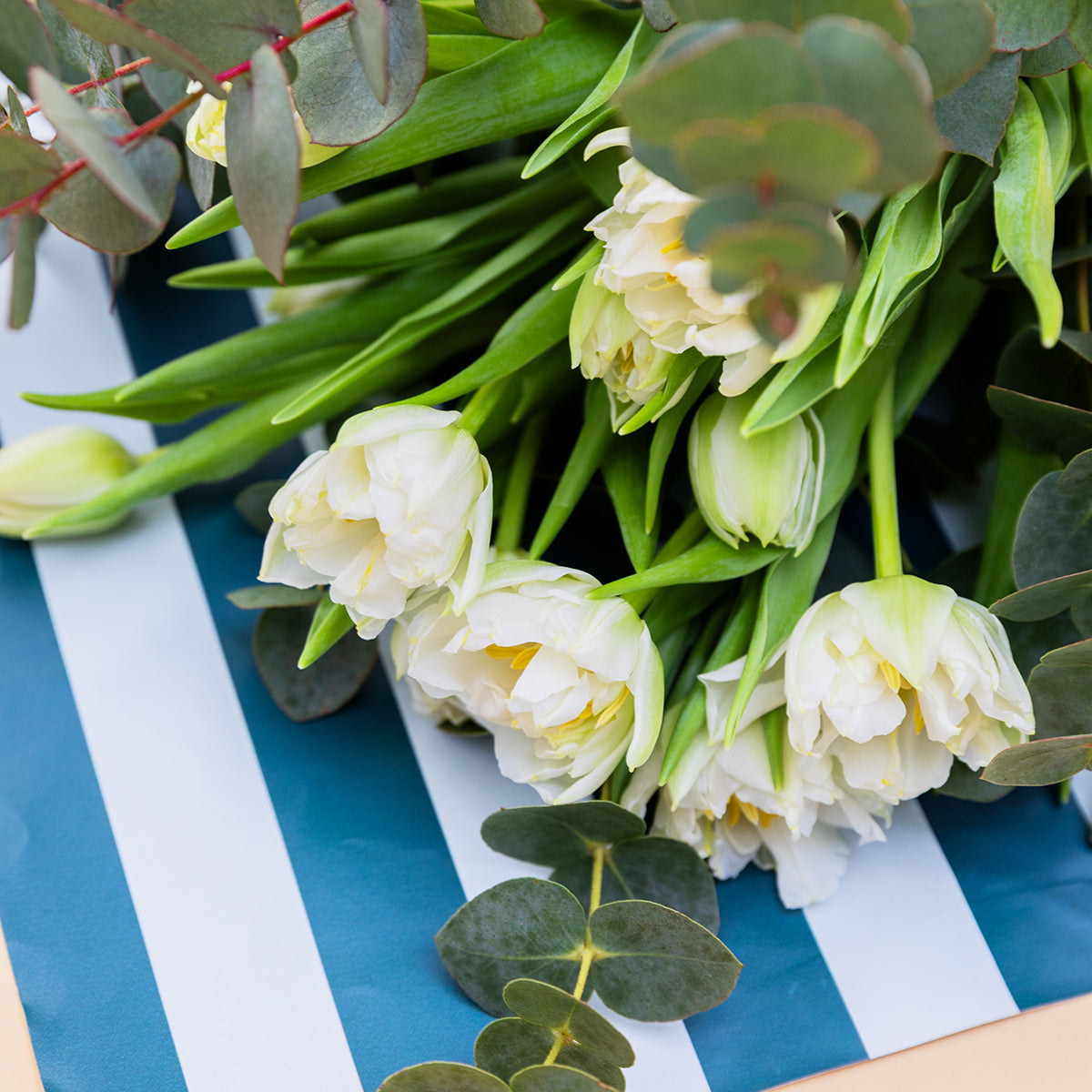 Los Tulipanes Blancos - Selección de tulipanes