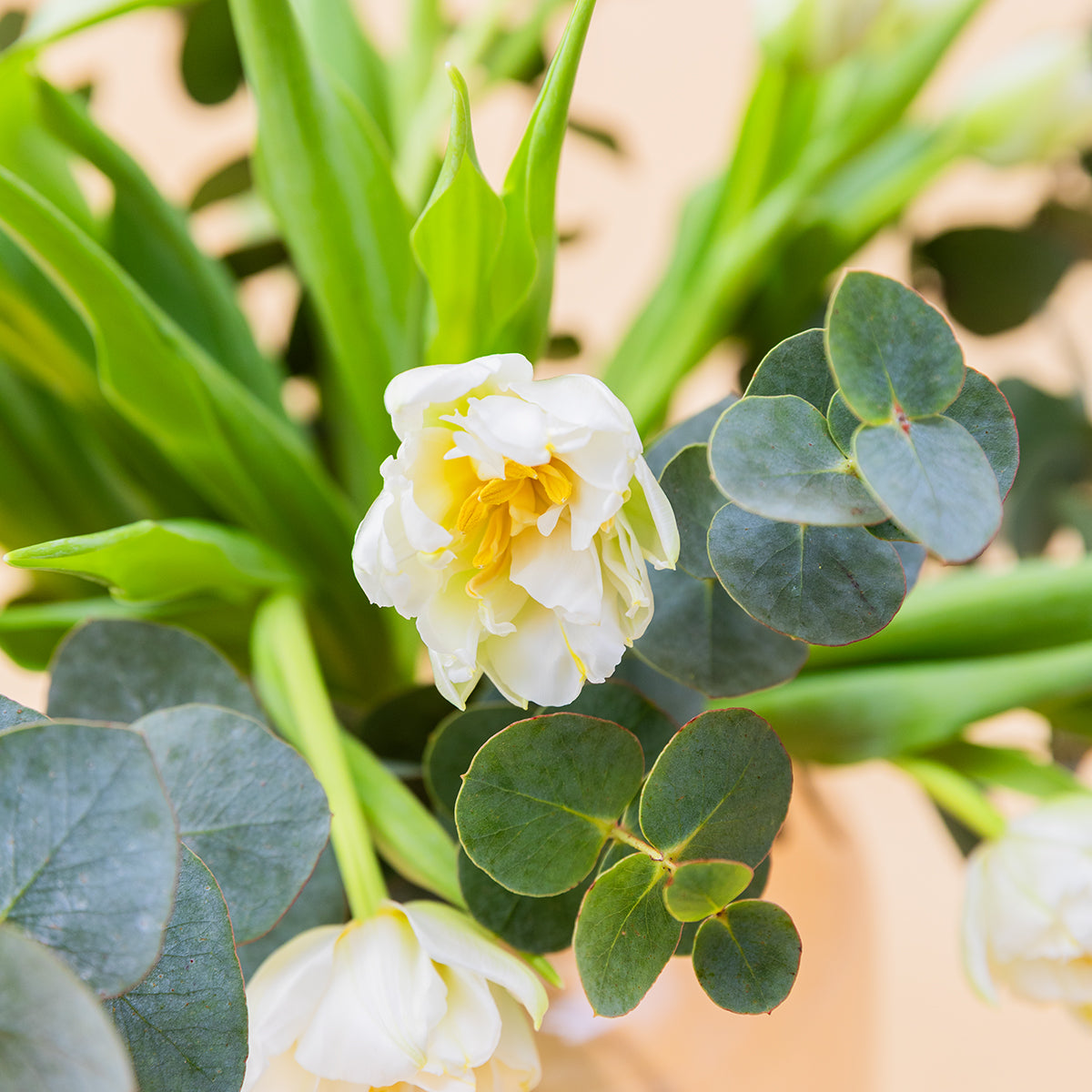 Los Tulipanes Blancos - Selección de tulipanes