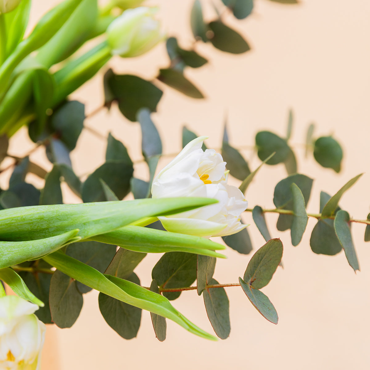 Los Tulipanes Blancos - Selección de tulipanes