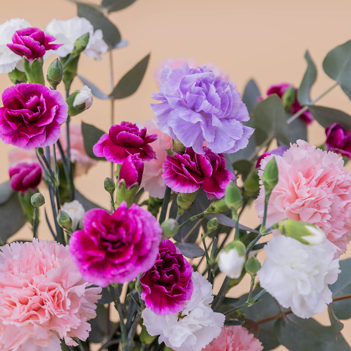 Los Claveles Rosas - Selección de claveles