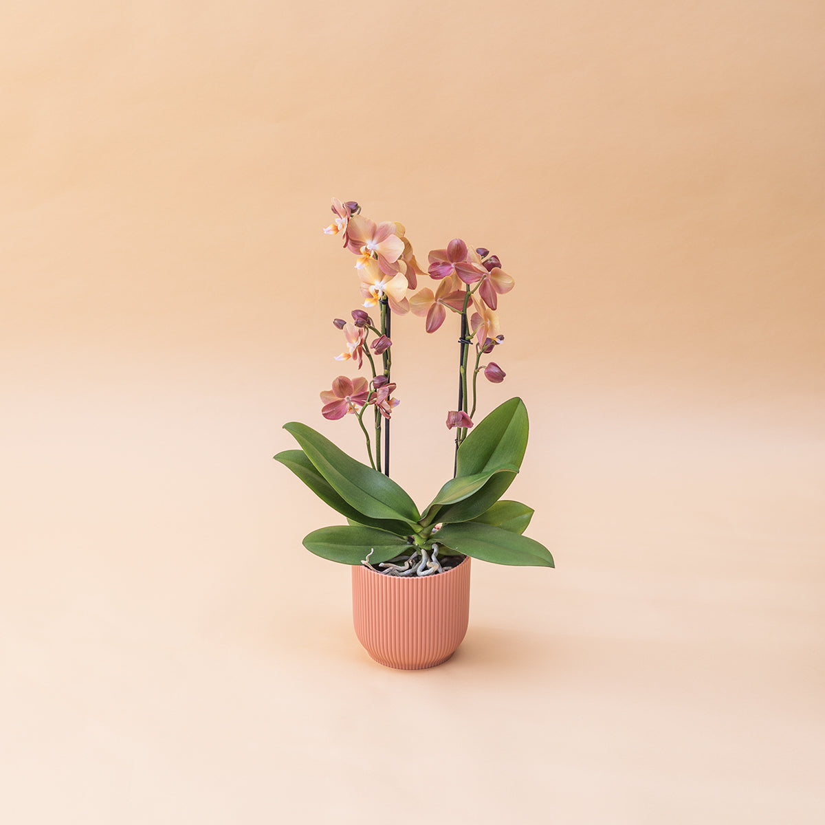 A Orquídea - Orquídea Borboleta