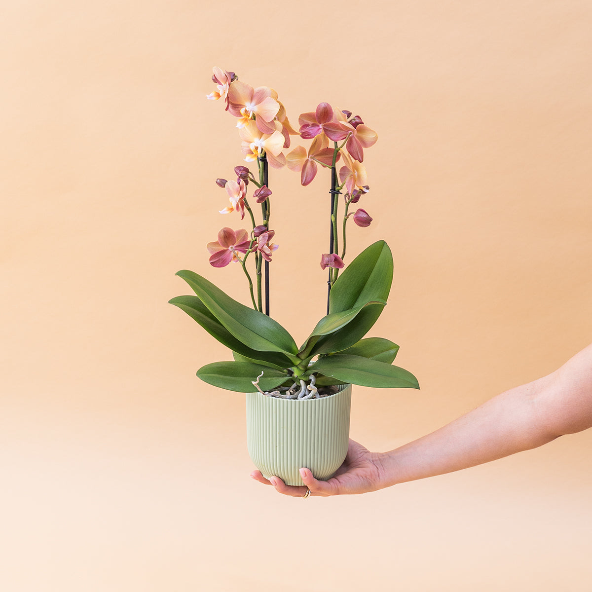 La Orquídea - Orquídea Mariposa