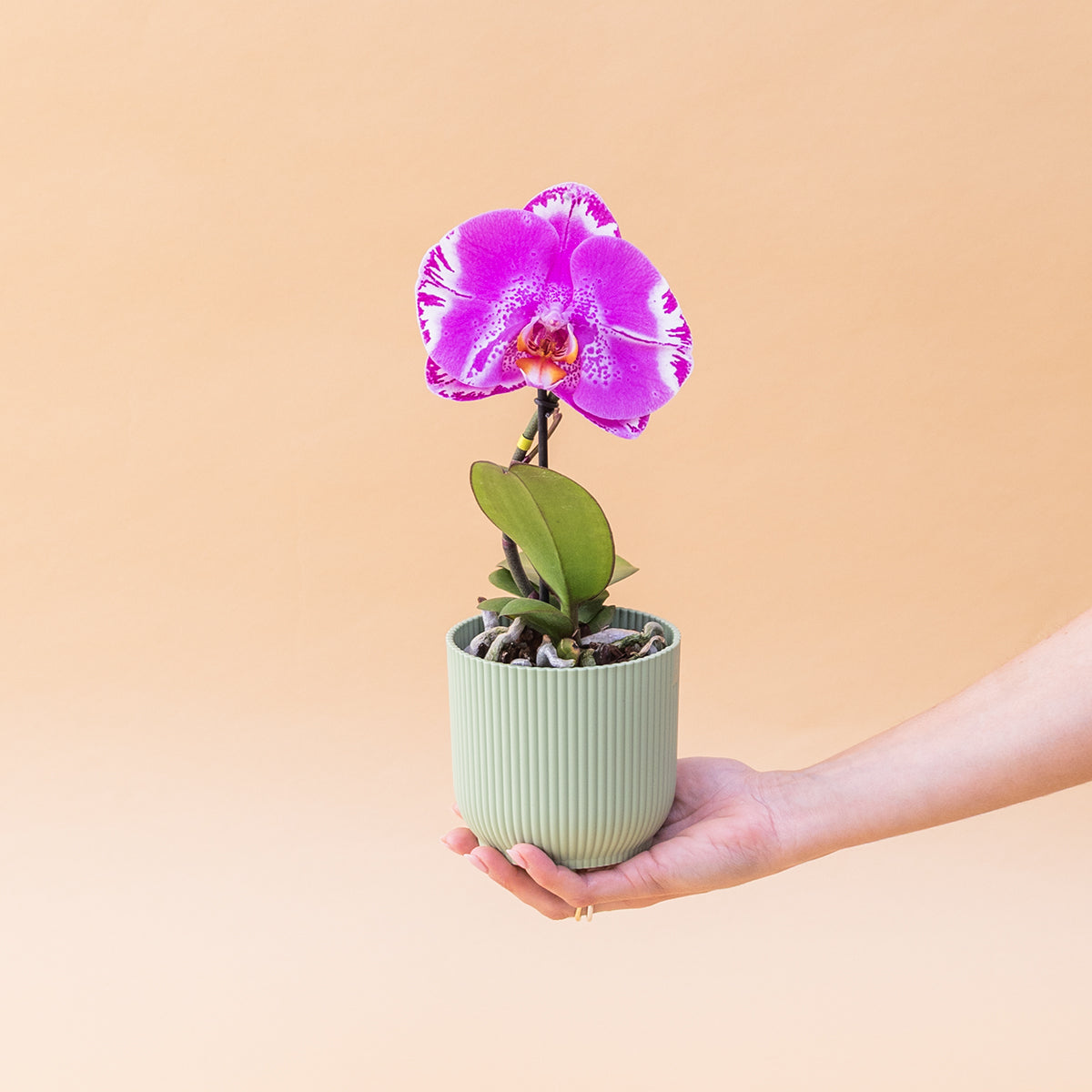 La Orquídea - Orquídea Singolo Sorpresa