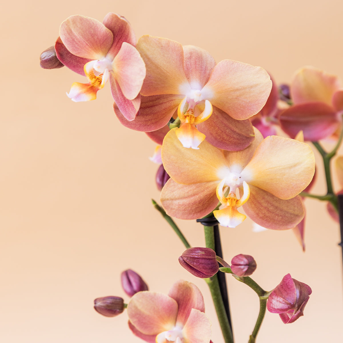 A Orquídea - Orquídea Borboleta