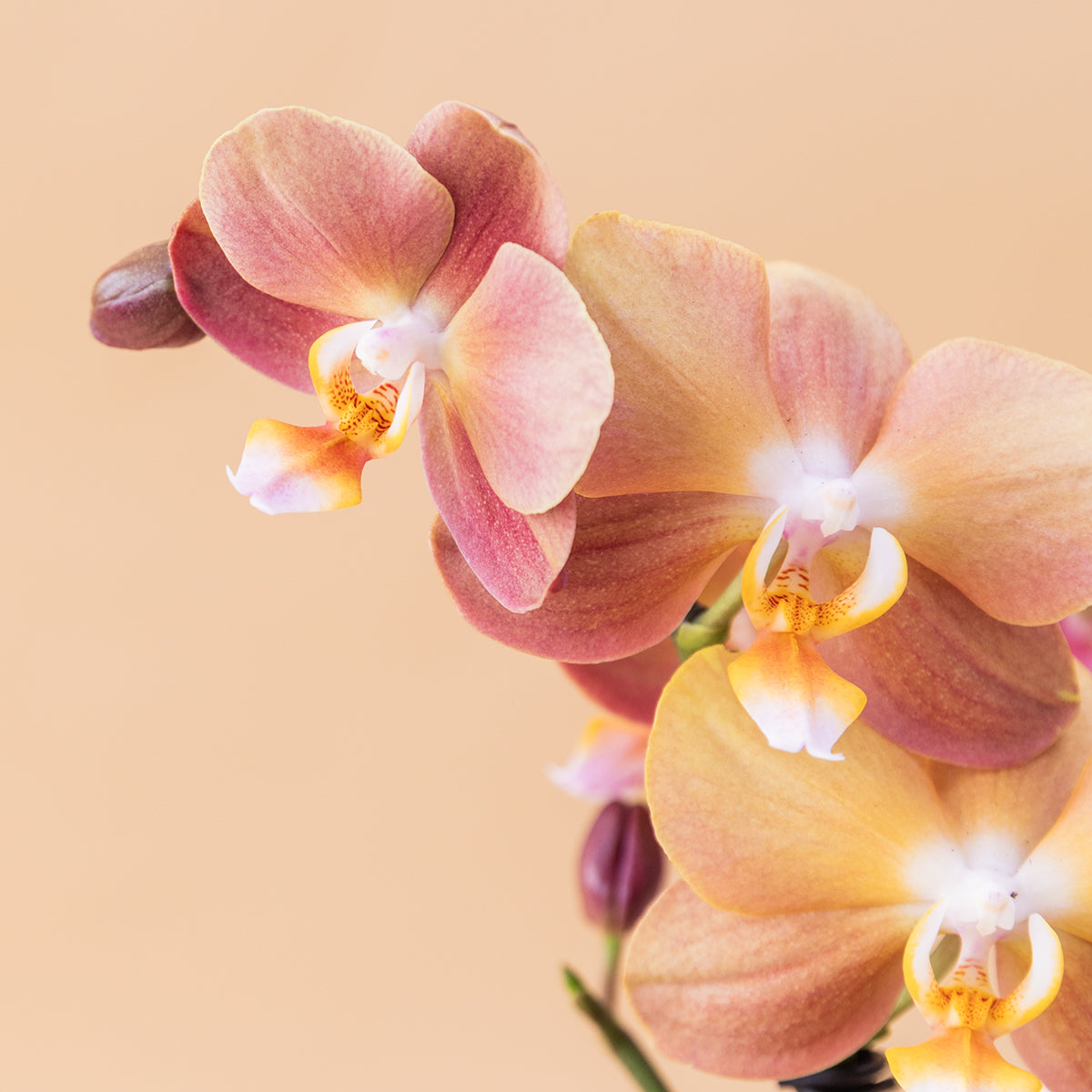 La Orquídea - Orquídea Mariposa