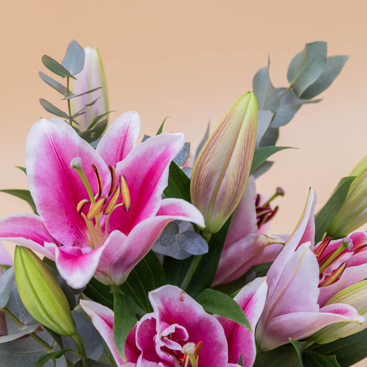 Los Lirios Rosas - Selección de lirios orientales