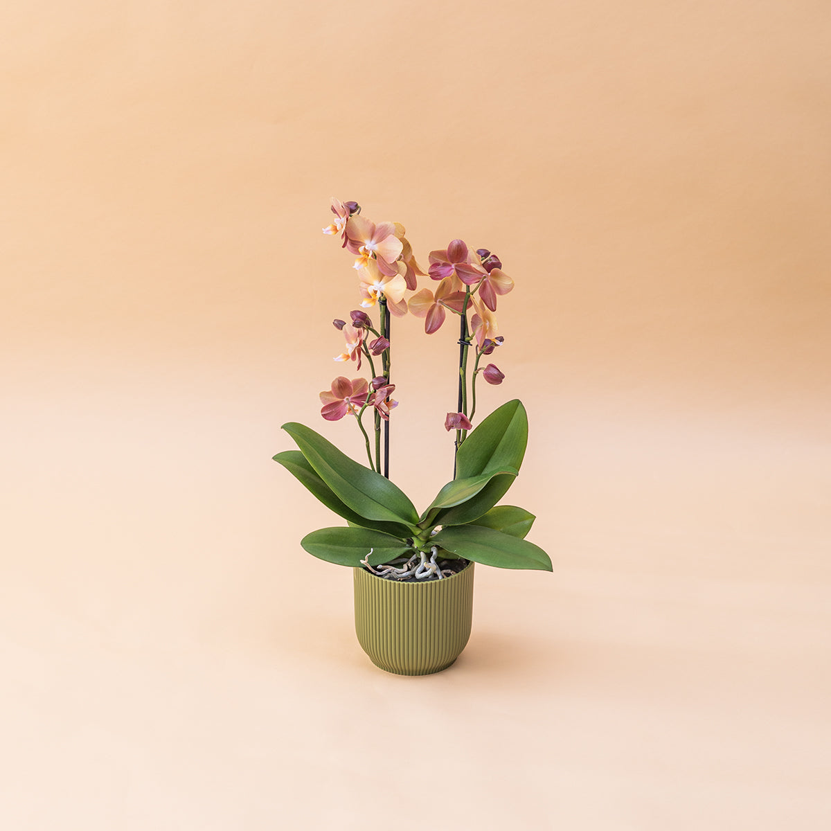 A Orquídea - Orquídea Borboleta