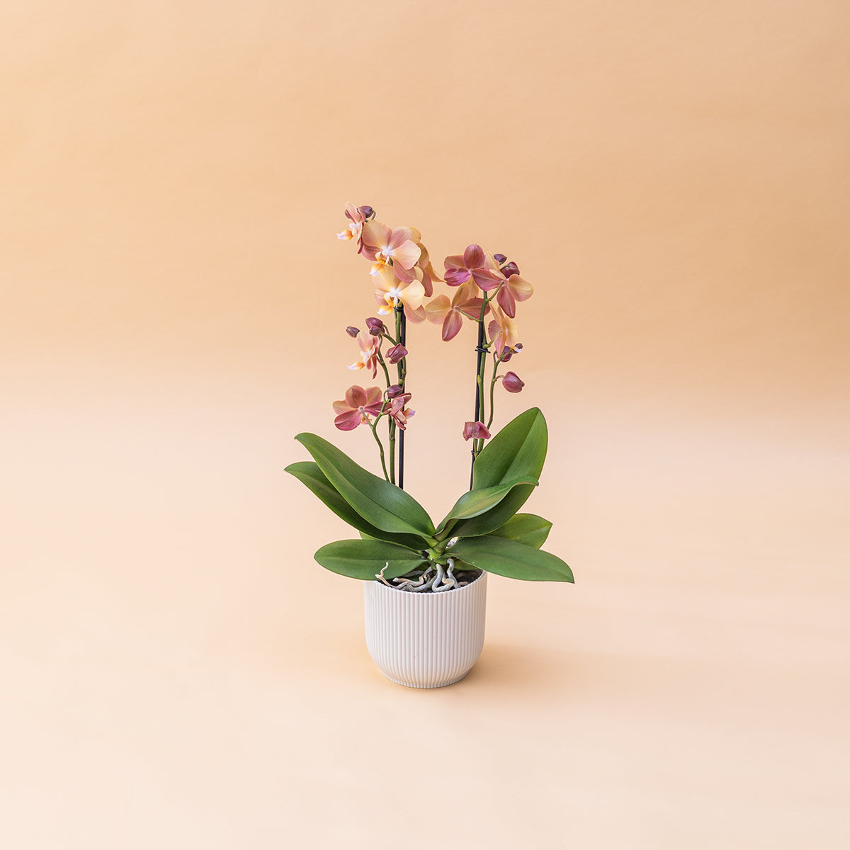 A Orquídea - Orquídea Borboleta