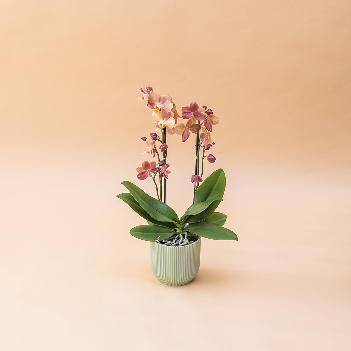 A Orquídea - Orquídea Borboleta