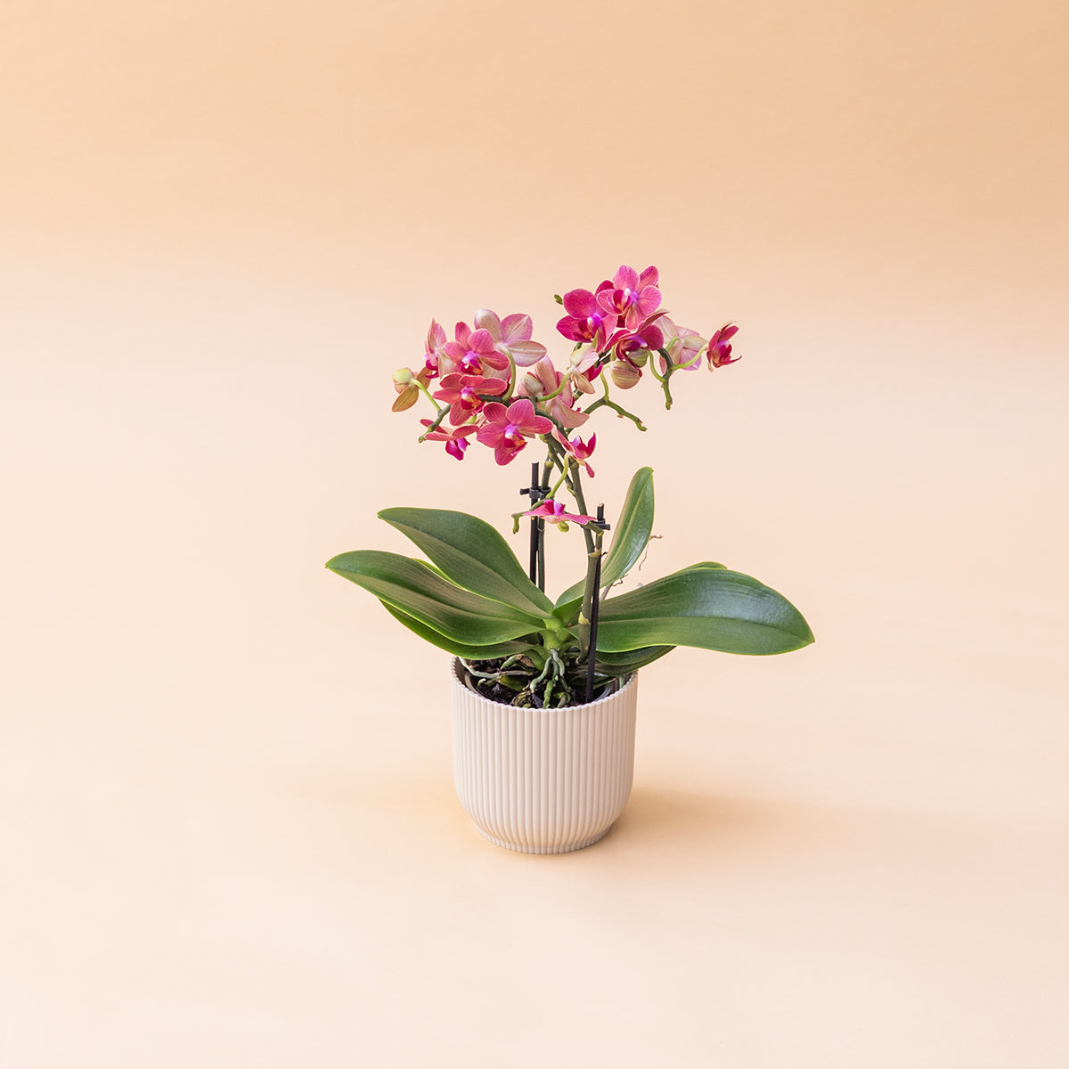 A Orquídea - Orquídea Rosa