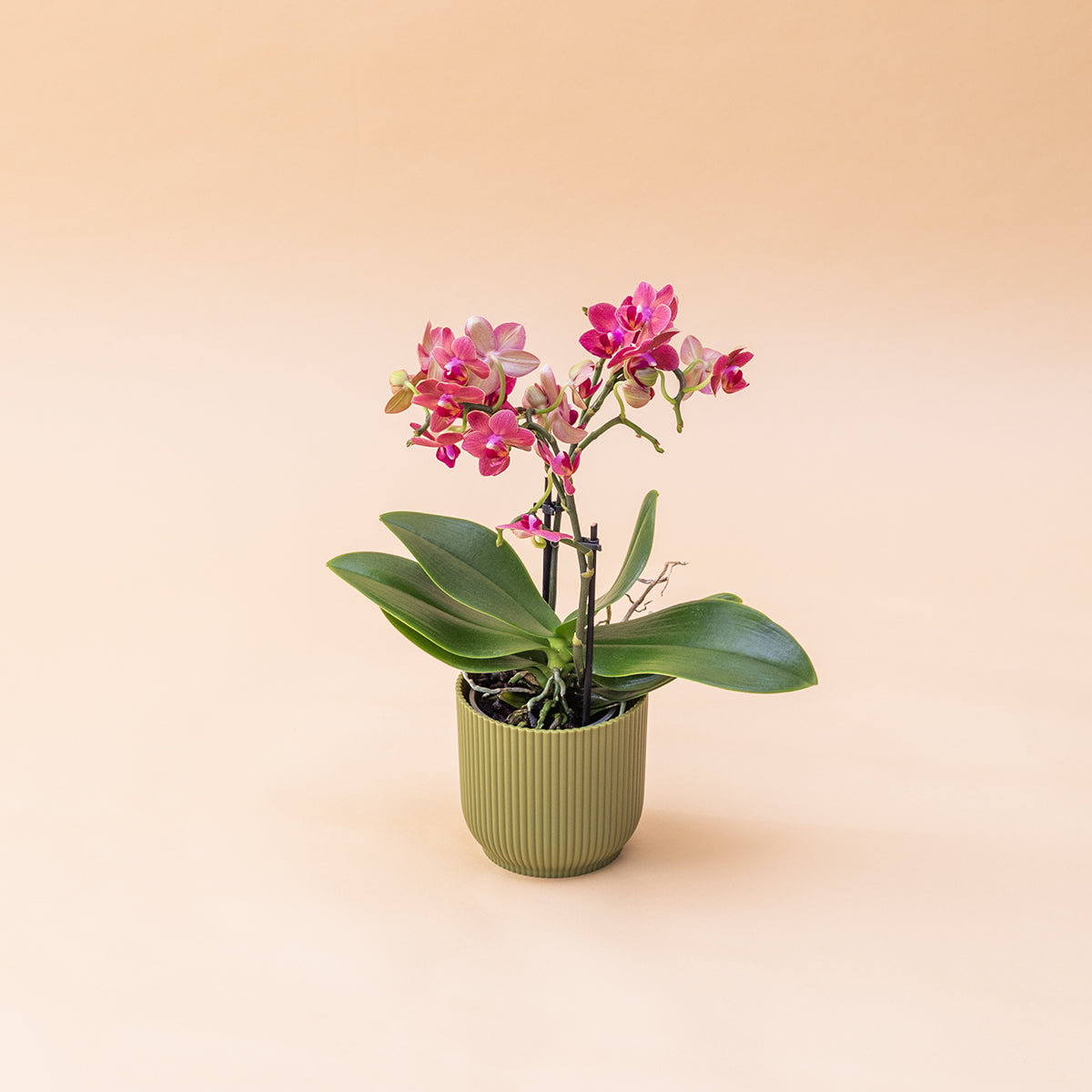 A Orquídea - Orquídea Rosa