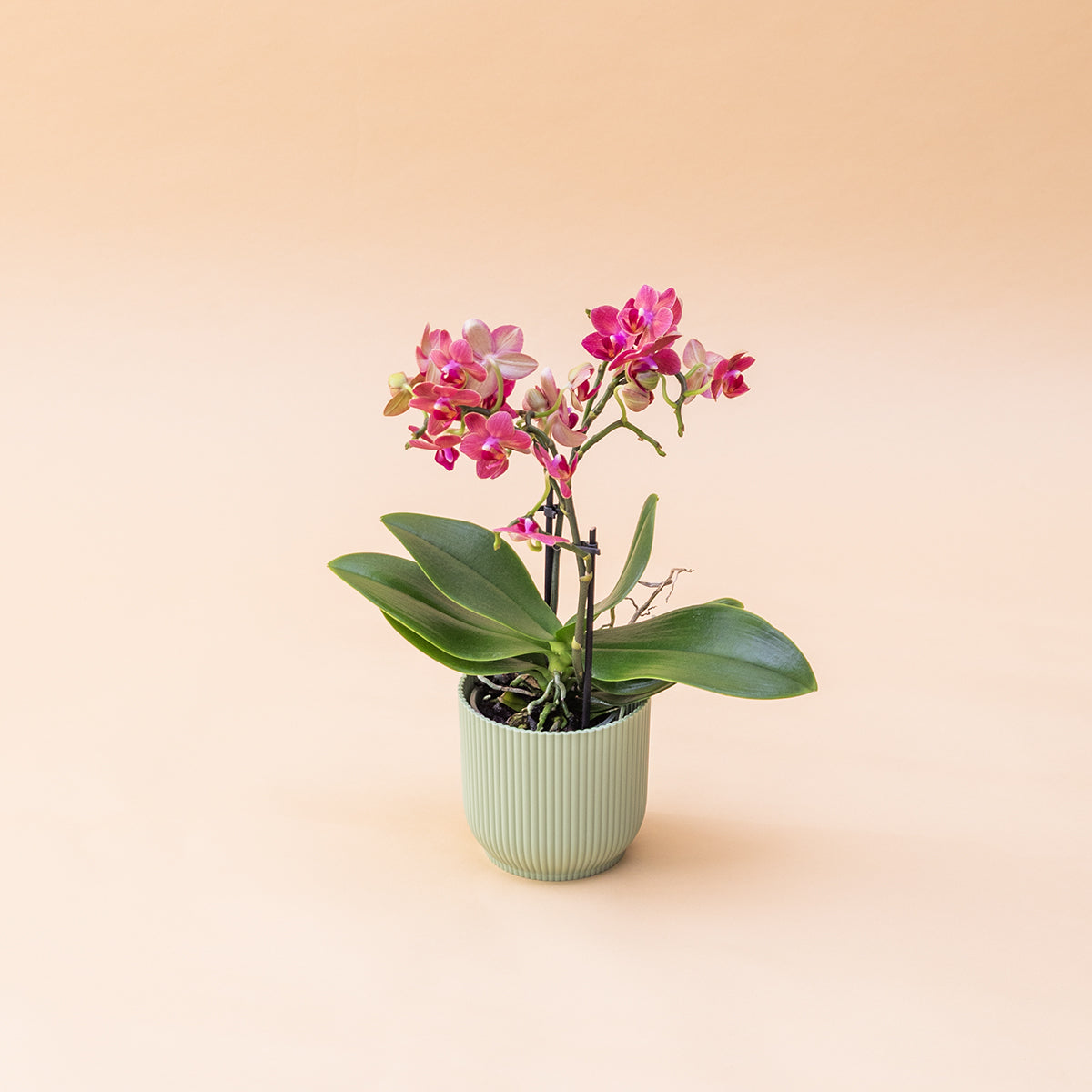 A Orquídea - Orquídea Rosa