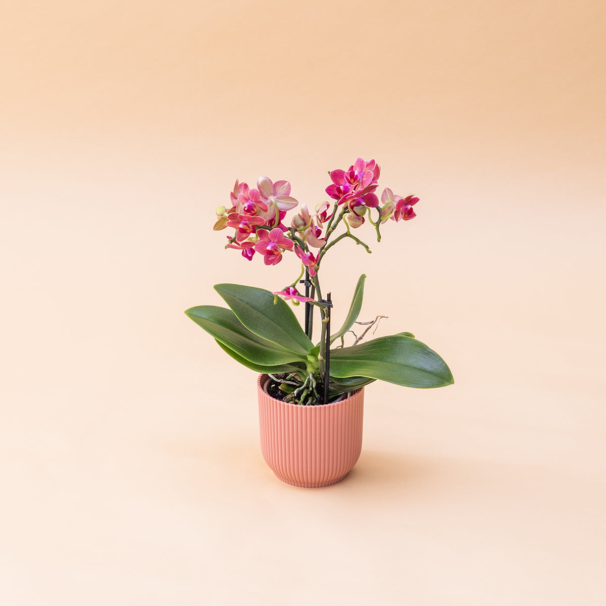 A Orquídea - Orquídea Rosa