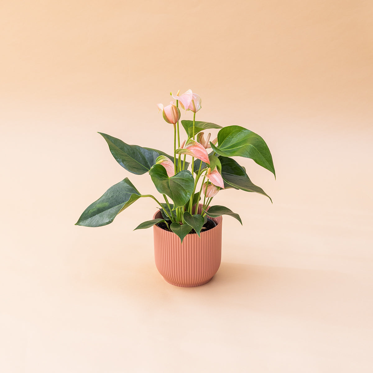 Antúrio - Antúrio Rosa