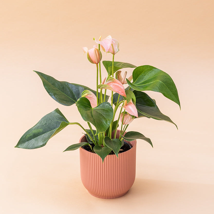 El Anthurium - Anthurium Rosa