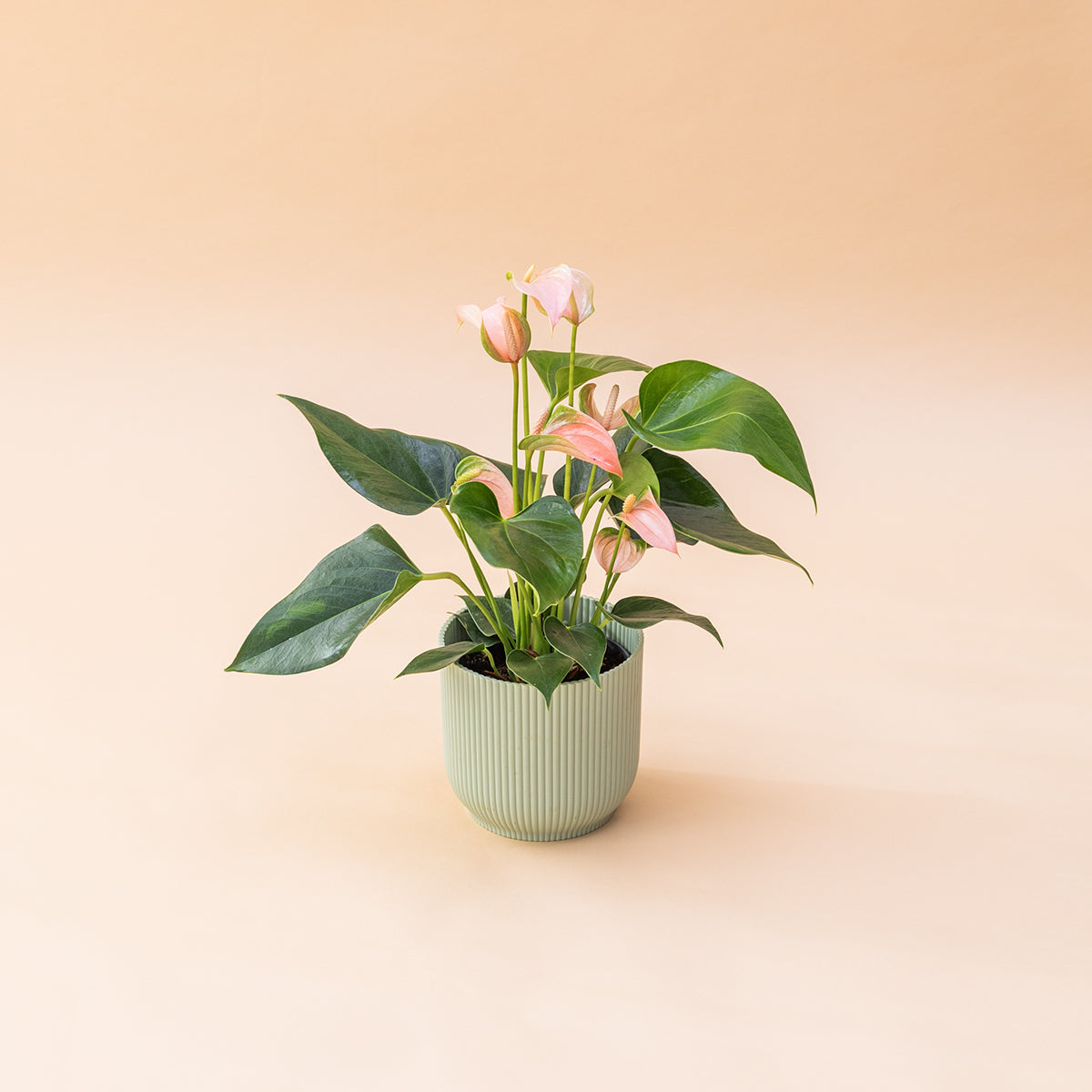 Antúrio - Antúrio Rosa