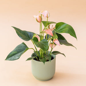 El Anthurium - Anthurium Rosa